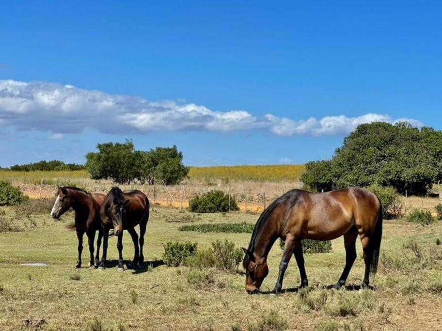 Owl Cottage - Living The Breede Malgas Exterior foto